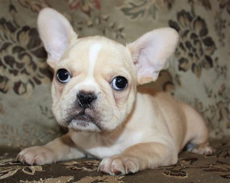 french bulldog puppies phoenix az.